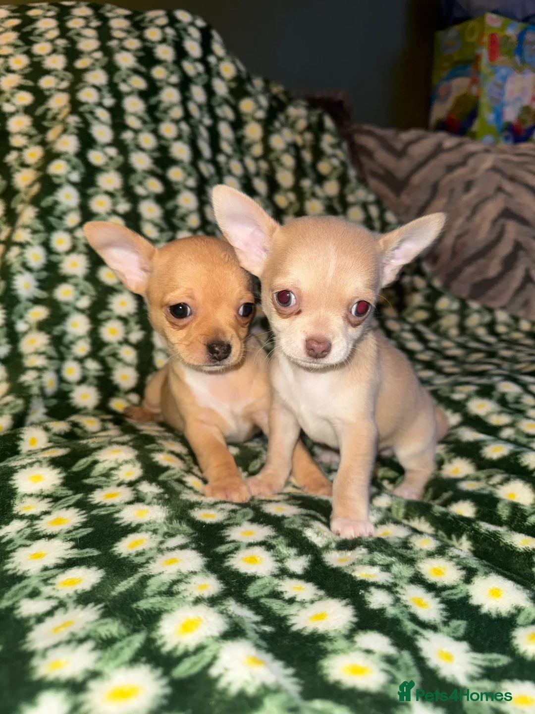 Chihuahua dogs for sale: READY NOW - 2 BOYS LEFT!! - Advert 1