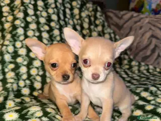 Chihuahua dogs ONLY 2 BOYS LEFT !! - Advert 4