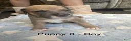 Staffordshire Bull Terrier dogs for sale: Staff puppies for sale  - Advert 6