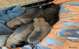 Belgian Shepherd Dog dogs for sale: Belgian Malinois - Image 14