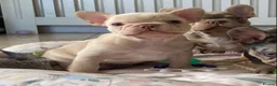 French Bulldog dogs for sale: TOP QUALITY FRENCH BULLDOG PUPPIES - Advert 12