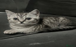 Persian cats for sale: Persians 🌸  - Image 1