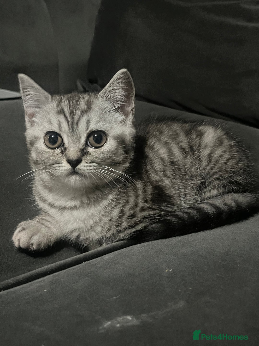 Persian cats for sale: Persians 🌸  - Image 1
