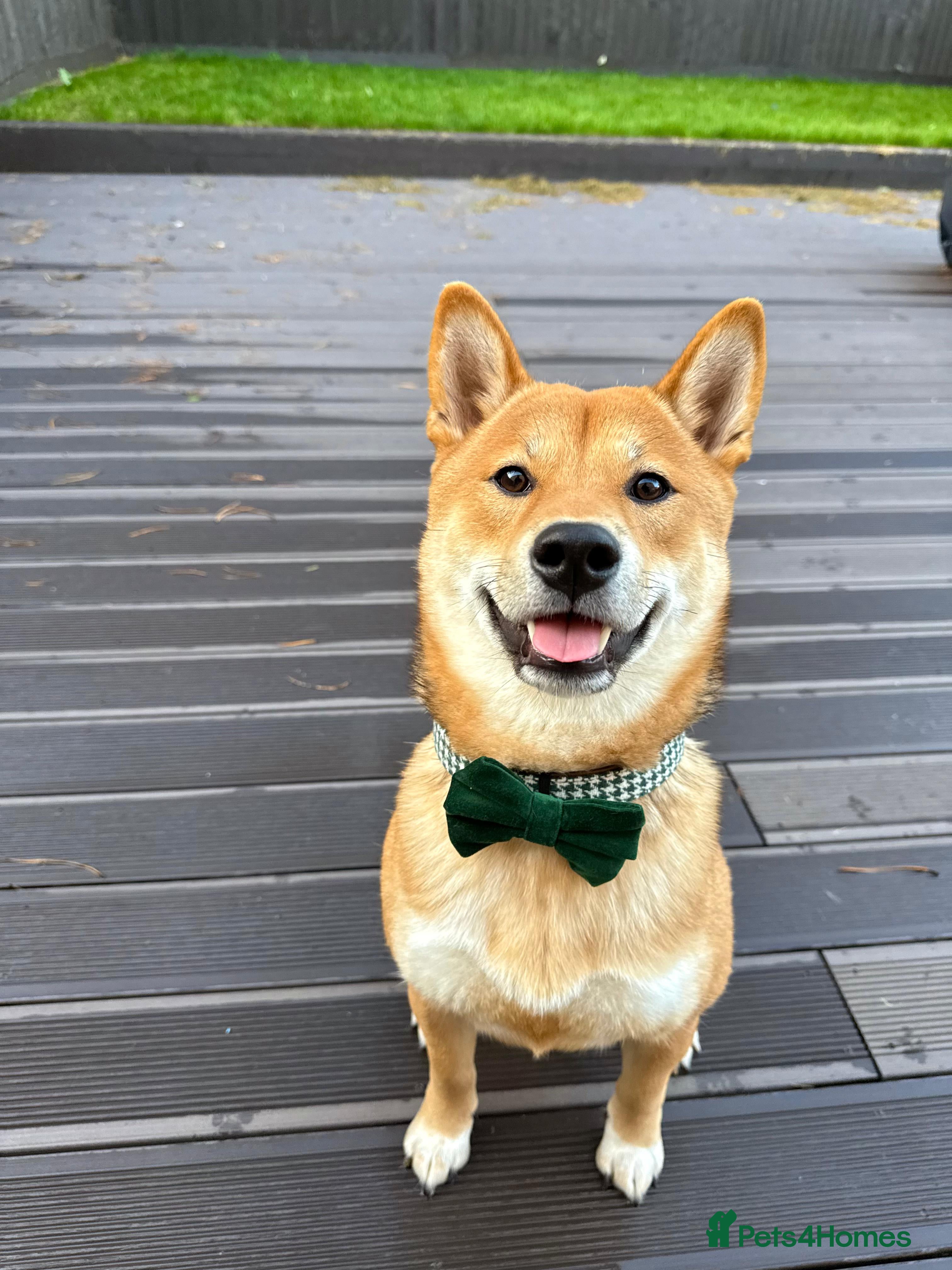 Japanese Shiba Inu dogs KC Shiba Inu for Stud - Advert 6