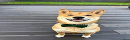 Japanese Shiba Inu dogs for stud: KC Shiba Inu for Stud - Advert 1