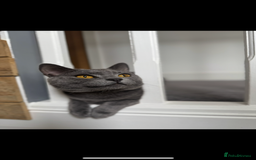 Russian Blue cats for sale: Kittens looking for a forever home  - Image 4
