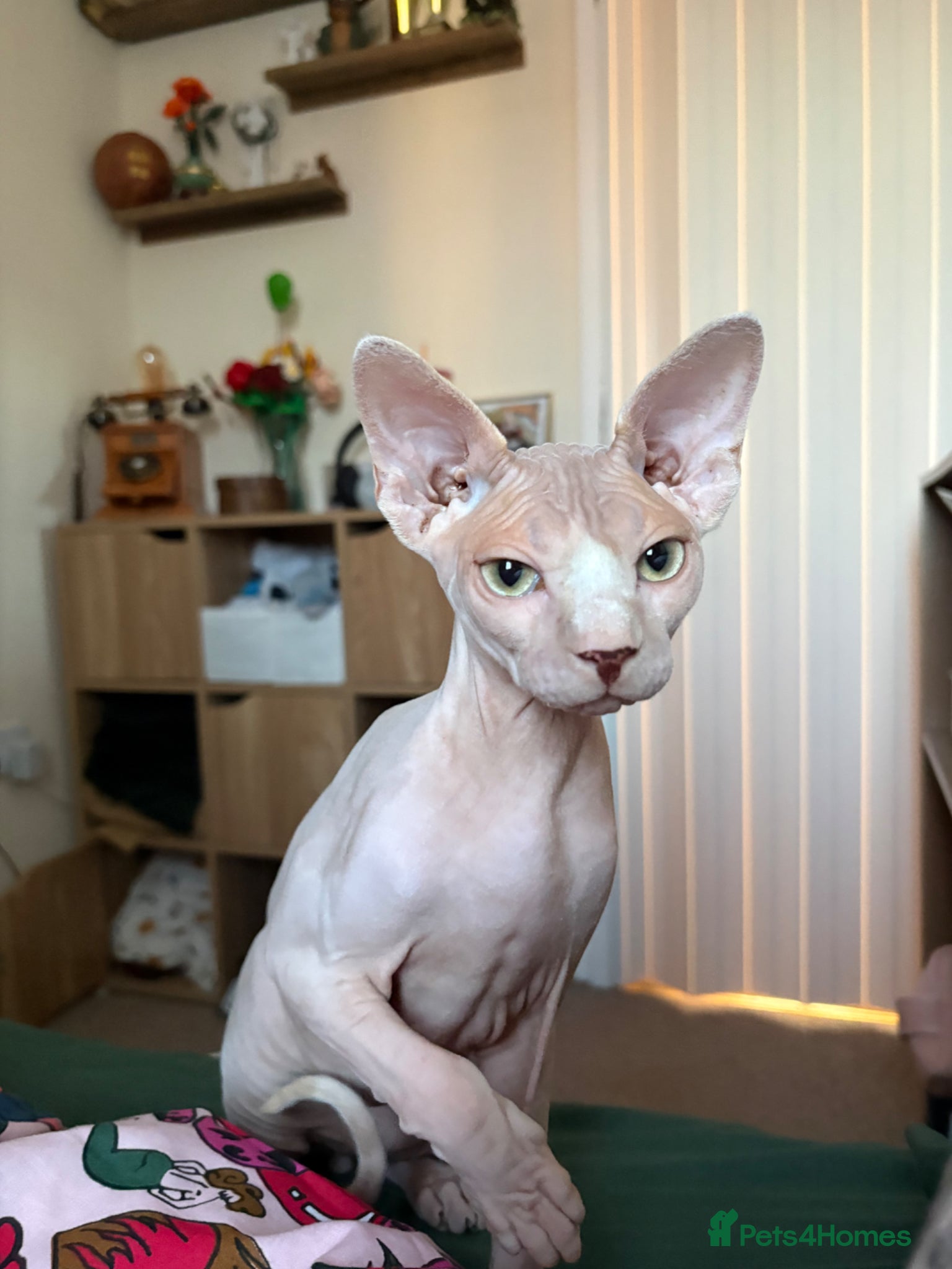 Sphynx cats 9 month old sphynx male  - Advert 7