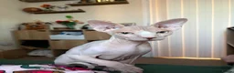 Sphynx cats for sale: 9 month old sphynx male  - Advert 1