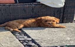 Cockapoo dogs for sale: ⭐️Ready Now, beautiful boys⭐️ Cockapoo puppies - Image 2