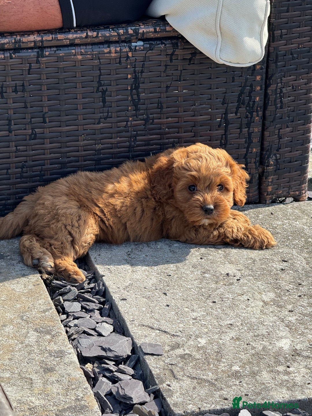 Cockapoo dogs for sale: ⭐️Ready Now, beautiful boys⭐️ Cockapoo puppies - Image 2