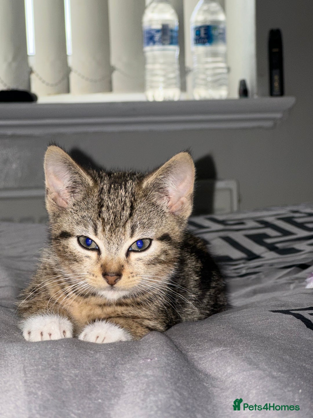 American Shorthair cats for sale: 7 weeks old Tabby Kitten  - Advert 8