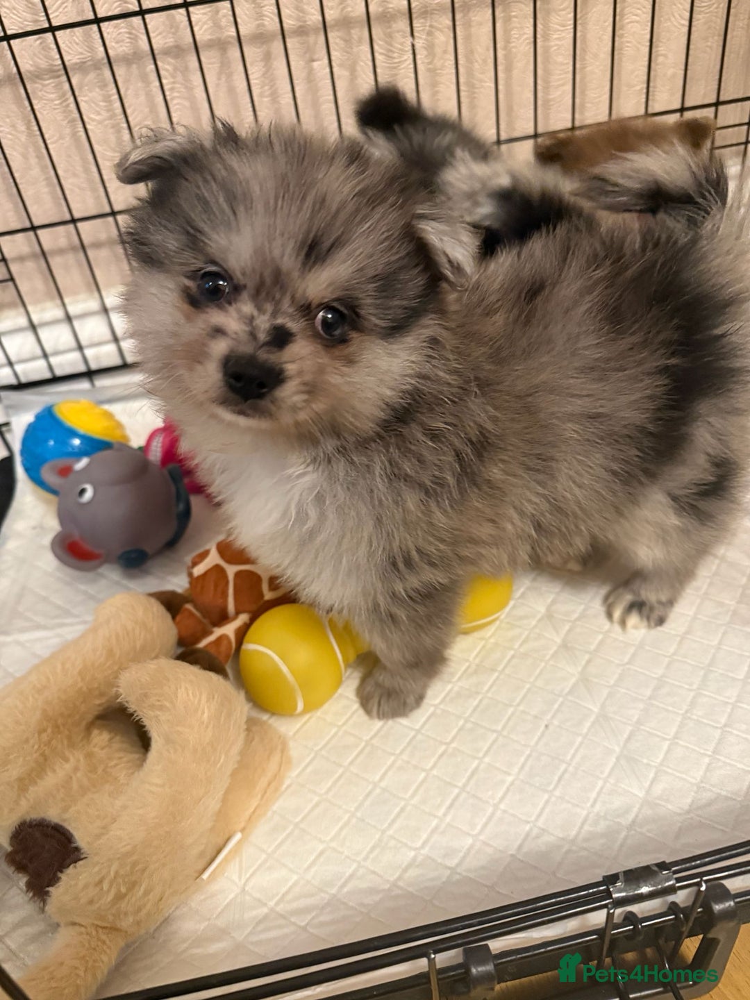 Pomeranian dogs for sale: Pom Puppies - Advert 12