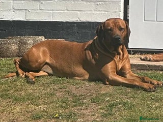 Rhodesian Ridgeback dogs - Advert 19