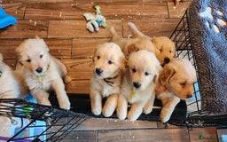 Golden Retriever dogs for sale: Home Coming Golden Retrevier Puppies. - Image 1