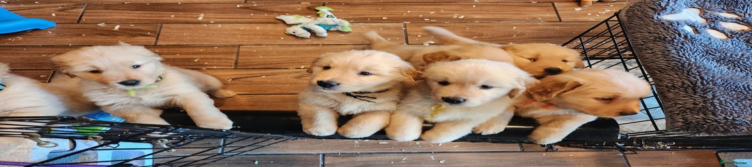 Golden Retriever Puppy 2