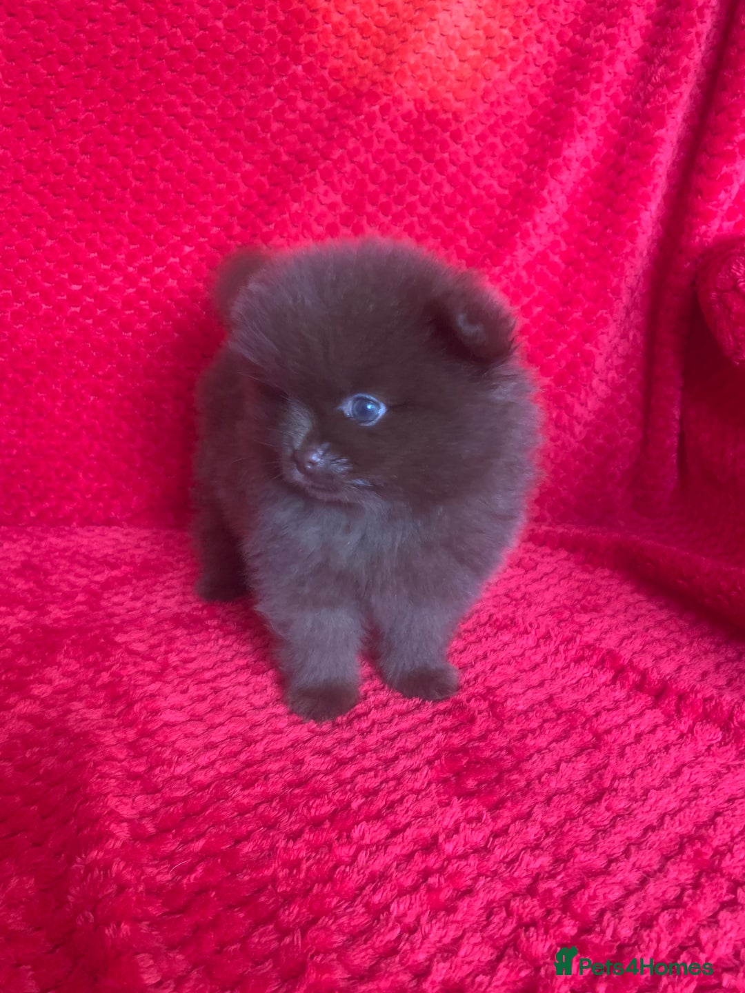 Pomeranian dogs for sale: 3 CHOCOLATE BROWN BEAR POMERANIAN PUPPY’S - Image 12