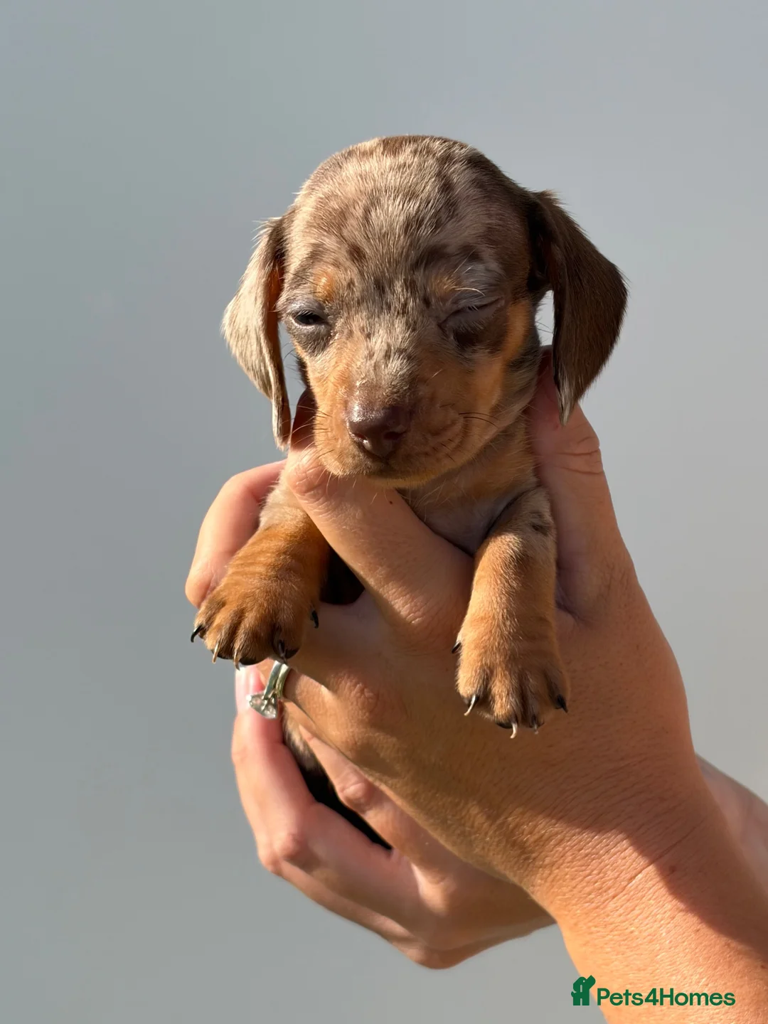 Miniature Dachshund dogs for sale: Miniature Dachshund Puppies - Advert 18