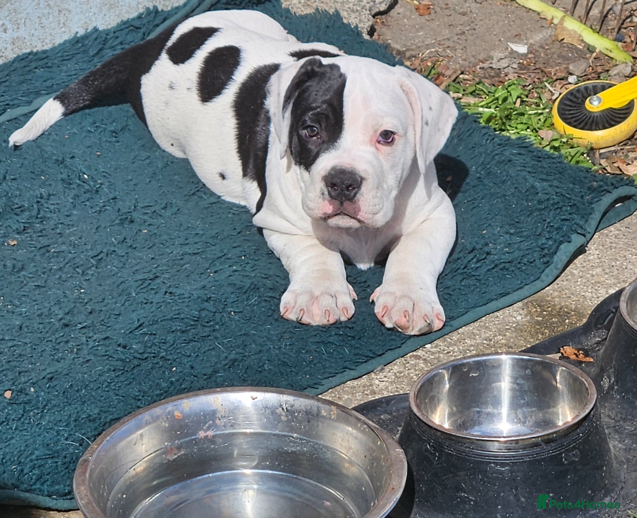 Mixed Breed dogs Staffie spaniel X old tyme english bulldog  - Advert 8