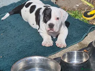 Mixed Breed dogs Staffie spaniel X old tyme english bulldog - Advert 8