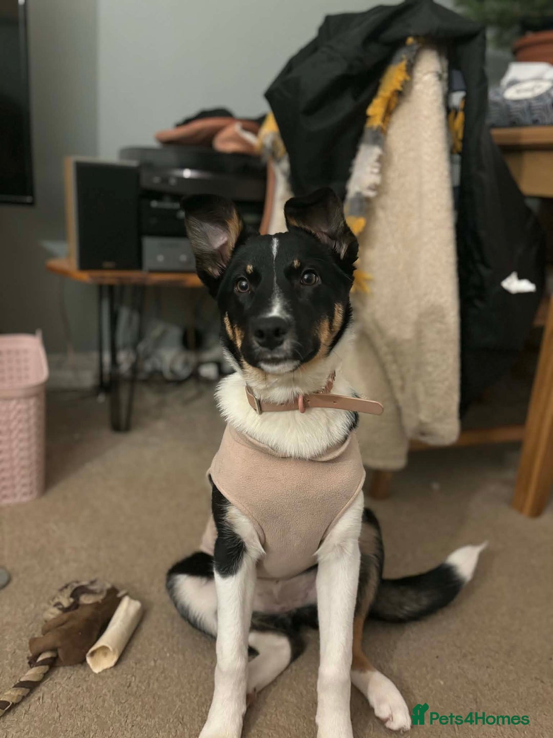 Border Collie dogs for sale: Tri colour border collie - Advert 2