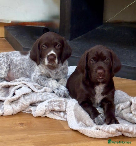 Mixed Breed dogs - Advert 16