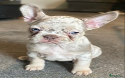 French Bulldog dogs for sale: FLUFFY AND PINK CARRIERS  - Advert 5