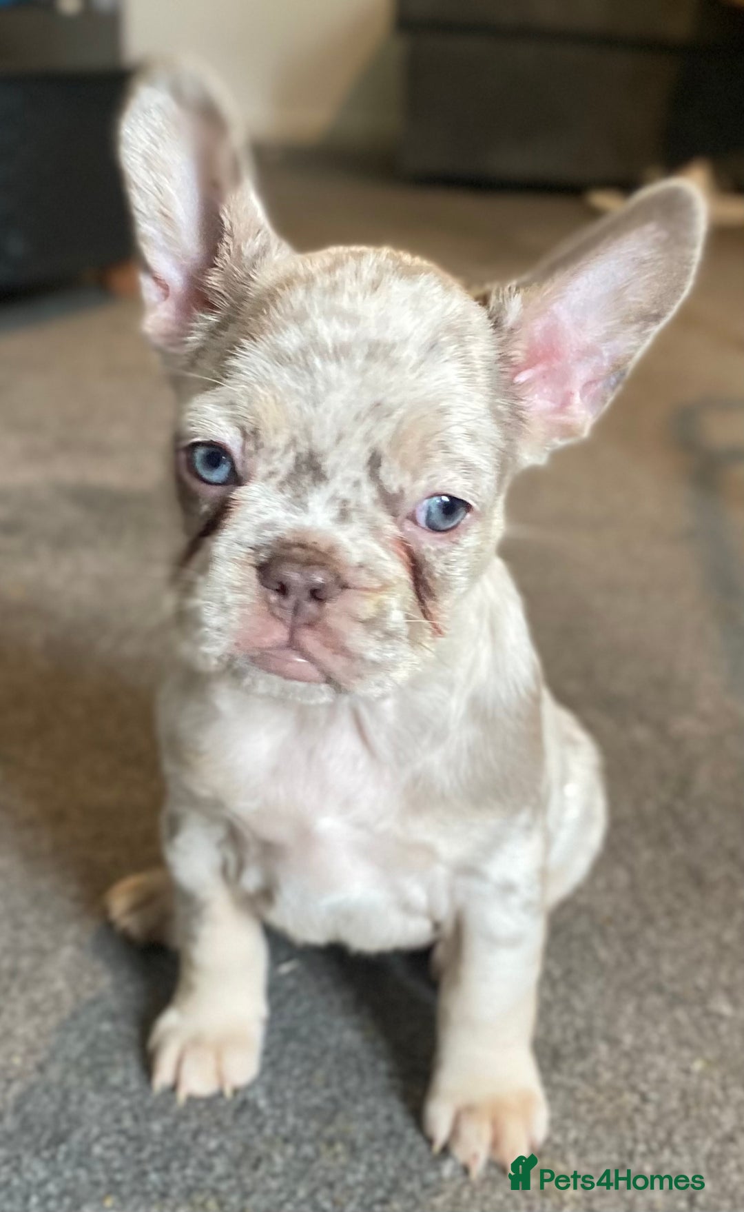 French Bulldog dogs for sale: FLUFFY AND PINK CARRIERS  - Advert 5