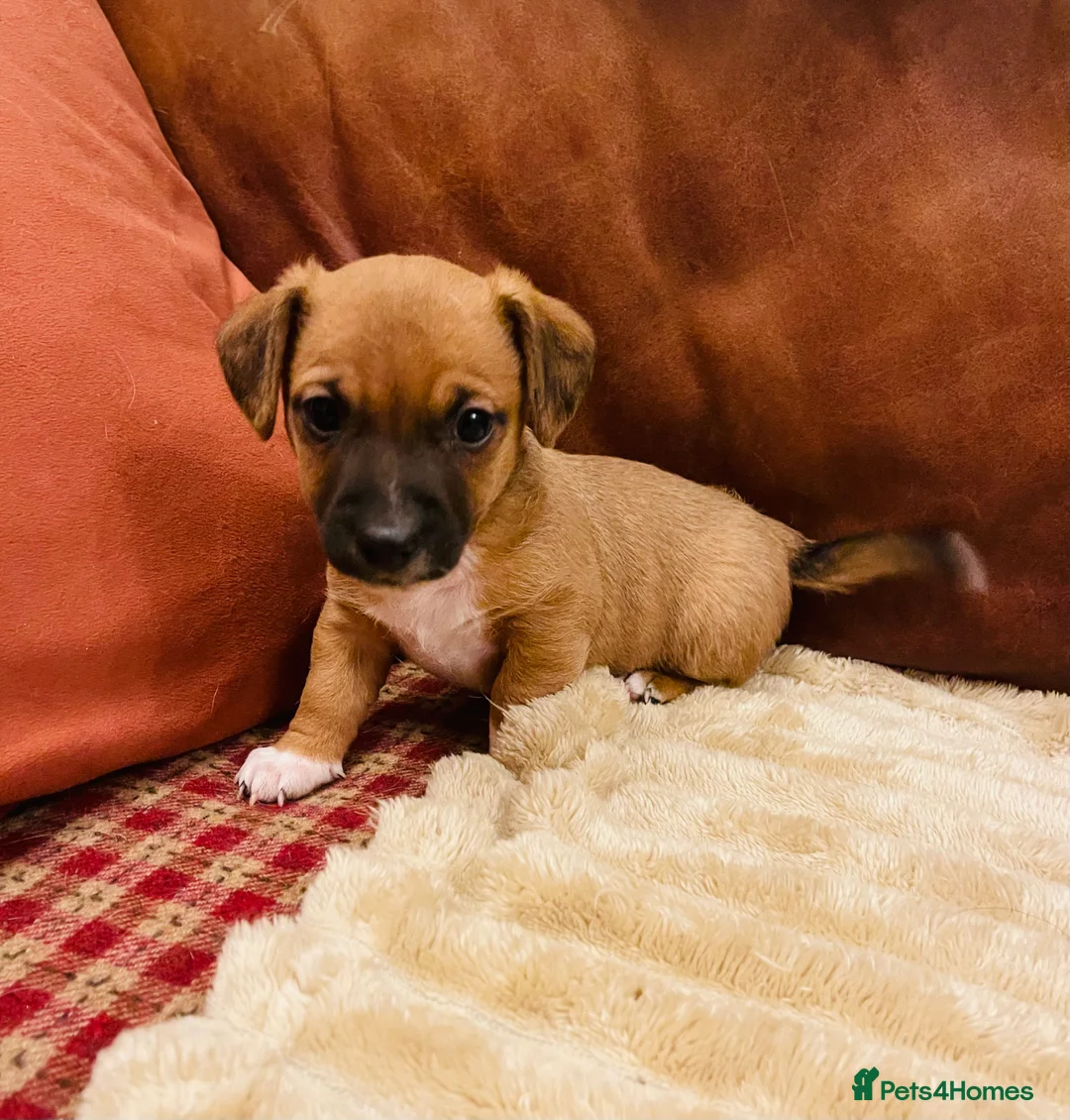 Jack Russell dogs for sale: Stunning tricolour Jack Russell puppy  - Advert 1