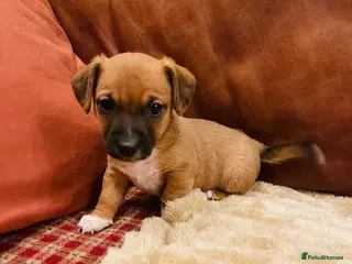 Jack Russell dogs Stunning tricolour Jack Russell puppy - Advert 15