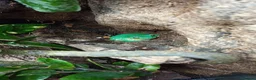 Frog reptiles for sale: 'Tweedle Dee' Whites Tree Frog Bioactive 60x45x90 in Margate - Advert 4