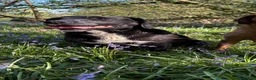 Springador dogs for sale: Springador/labrador puppies for sale  - Advert 3