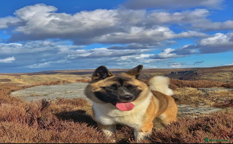 Akita dogs - Advert 1