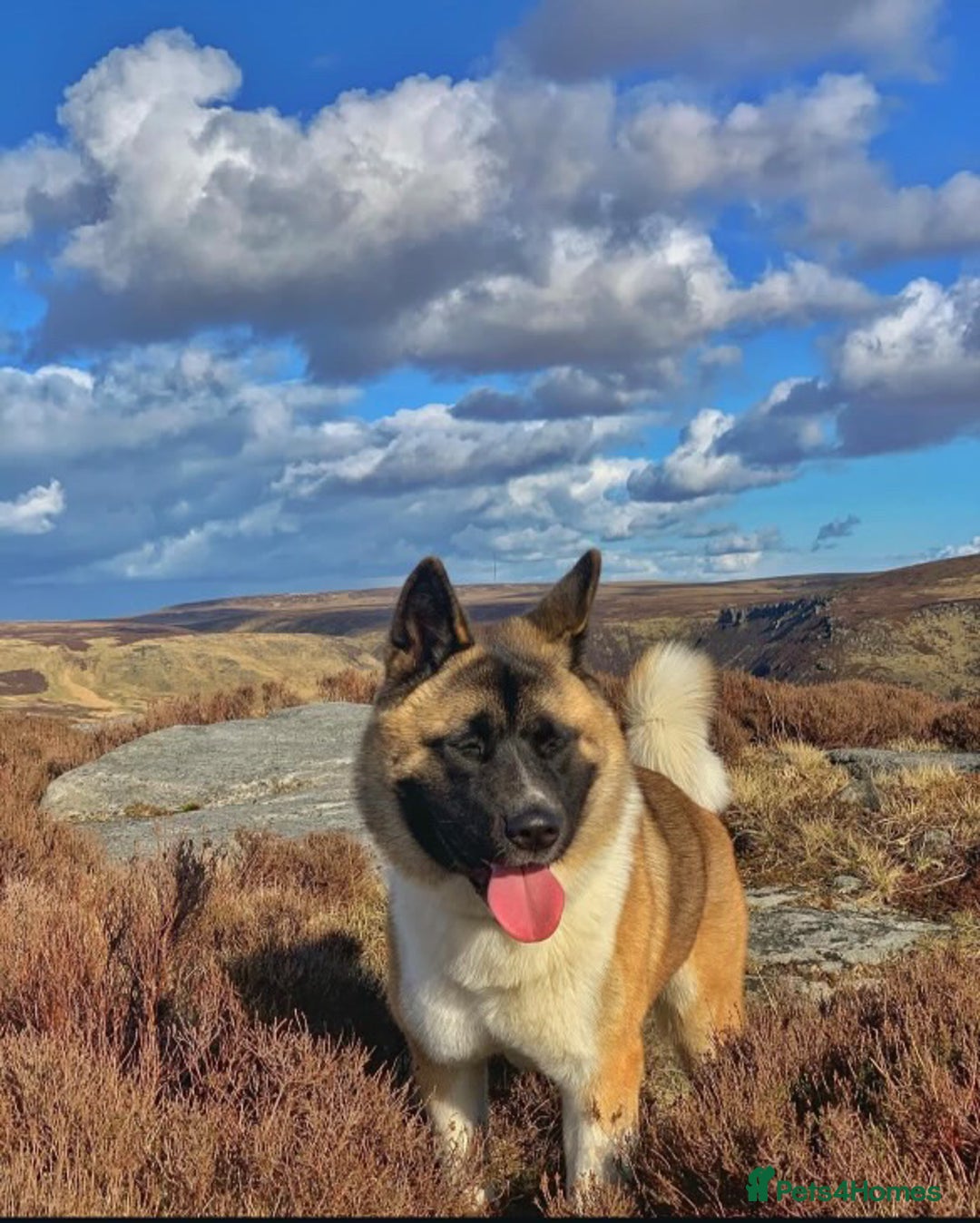 Akita dogs for sale: American Akita for sale! - Image 1