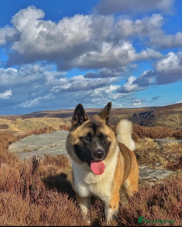 Akita dogs - Advert 9