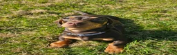 Dachshund dogs for sale: Female chocolate dachshund for sale - Advert 2