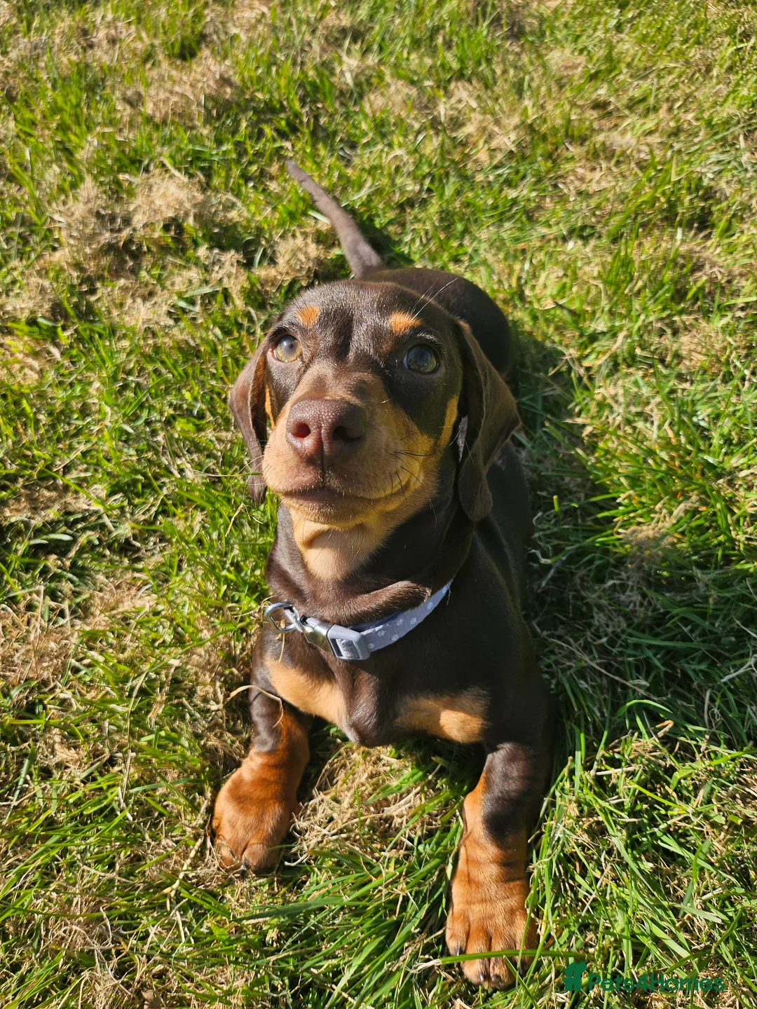 Dachshund dogs for sale: Female chocolate dachshund for sale - Advert 2