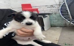 Jack Russell dogs for sale: Lollys baby  - Image 7