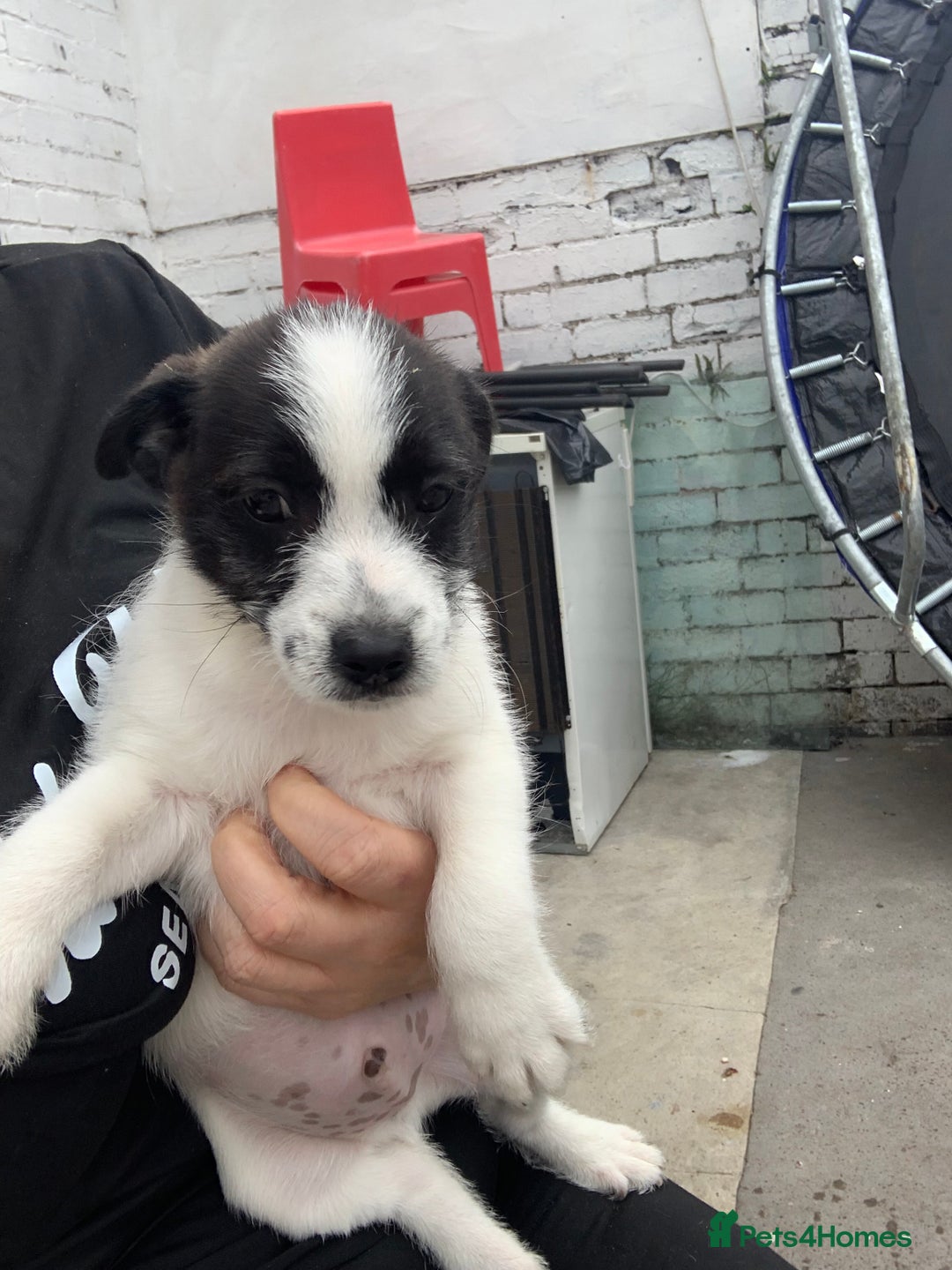 Jack Russell dogs for sale: Lollys baby  - Image 7