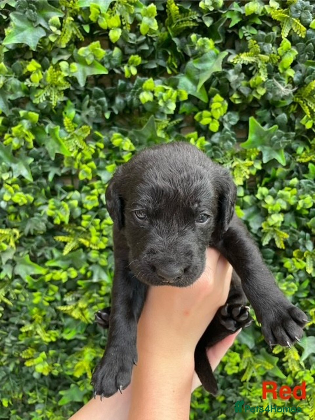 Labrador Retriever dogs for sale: Gorgeous Labrador Puppies for Sale  - Image 3