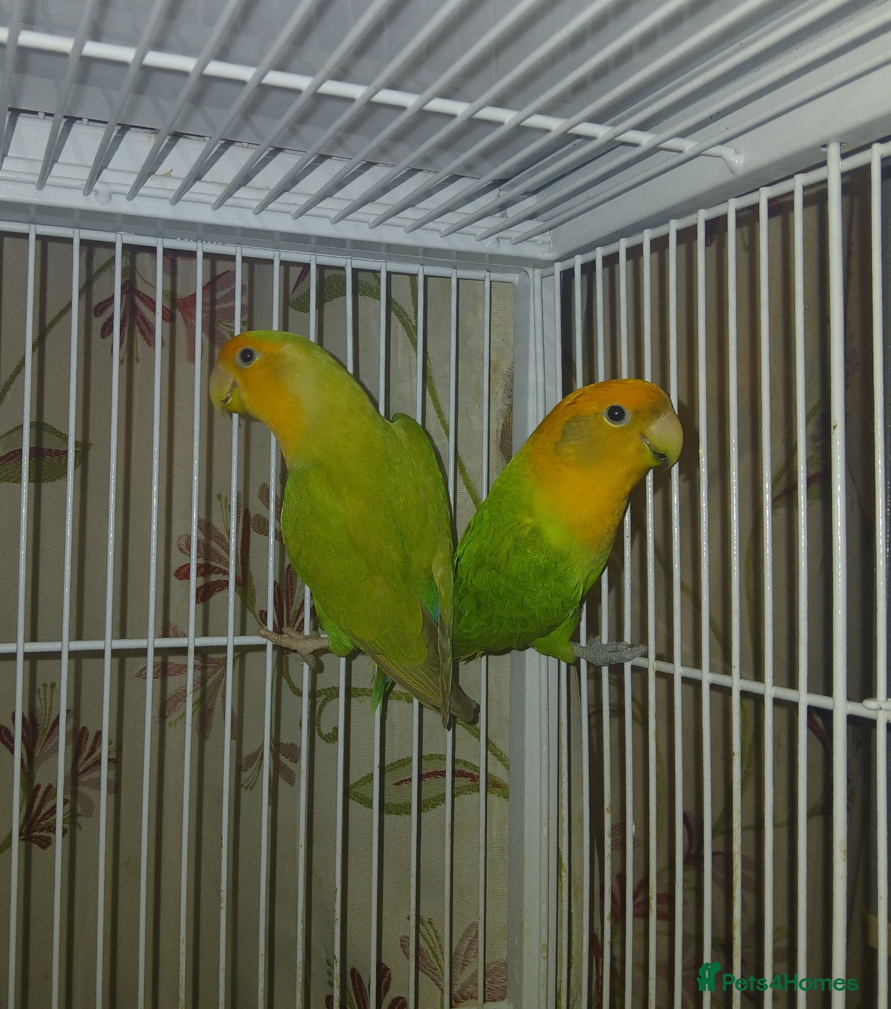 Lovebirds birds Lovebird pair £50 - Advert 9