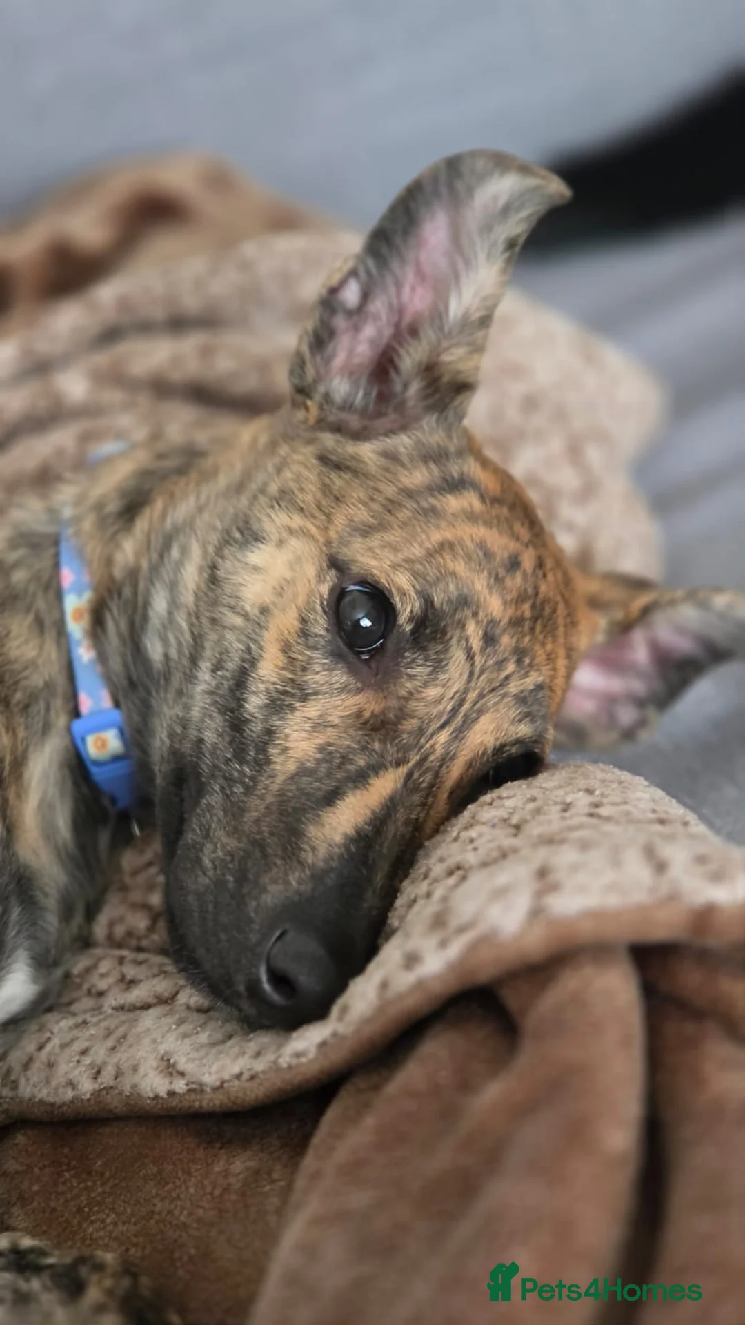 Mixed Breed dogs for sale: Lurcher  - Advert 2