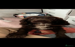 German Shepherd dogs for sale: URGENT home needed for my dogs - Image 8