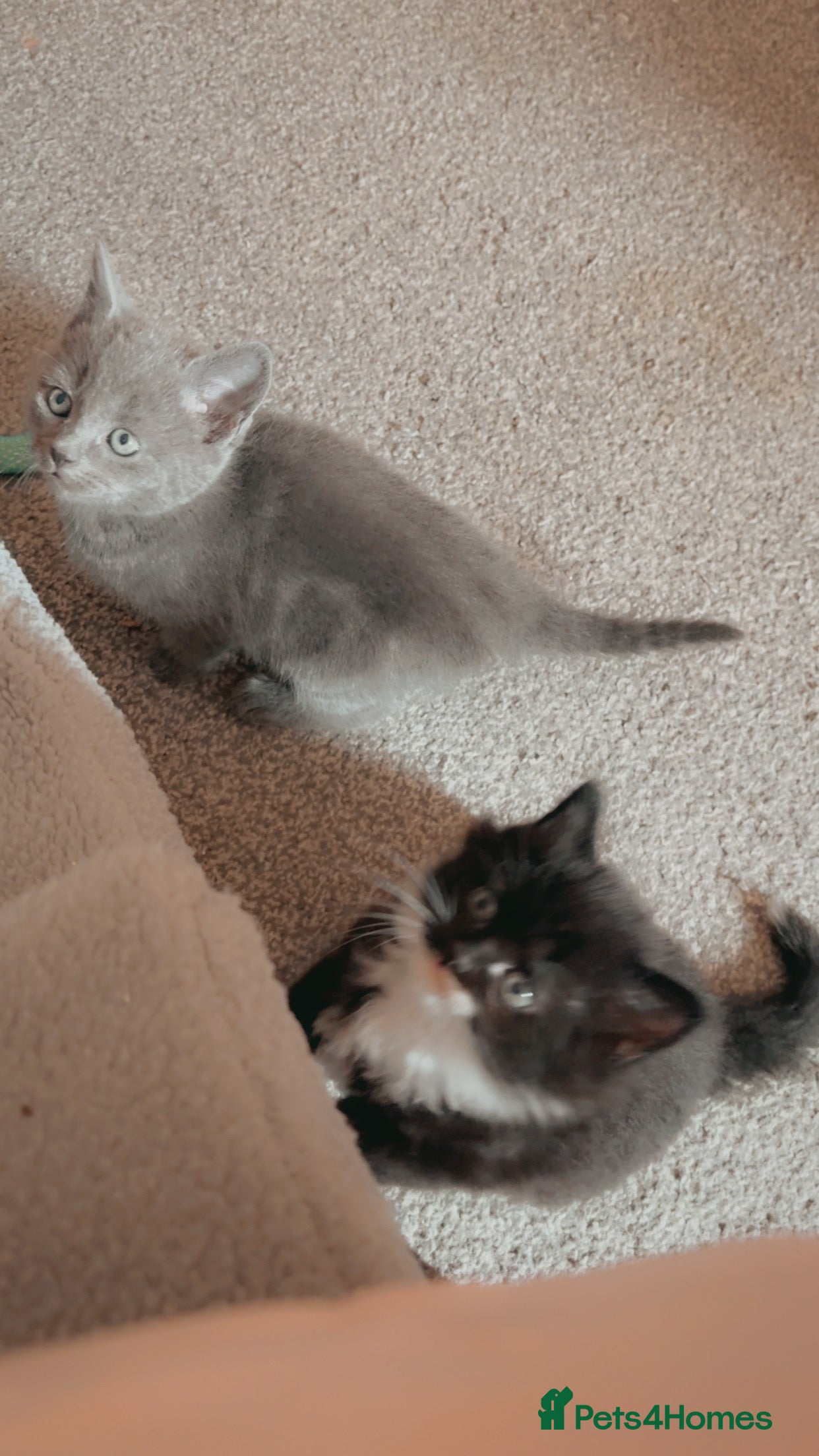 Mixed Breed cats Beautiful litter of kittens  - Advert 1