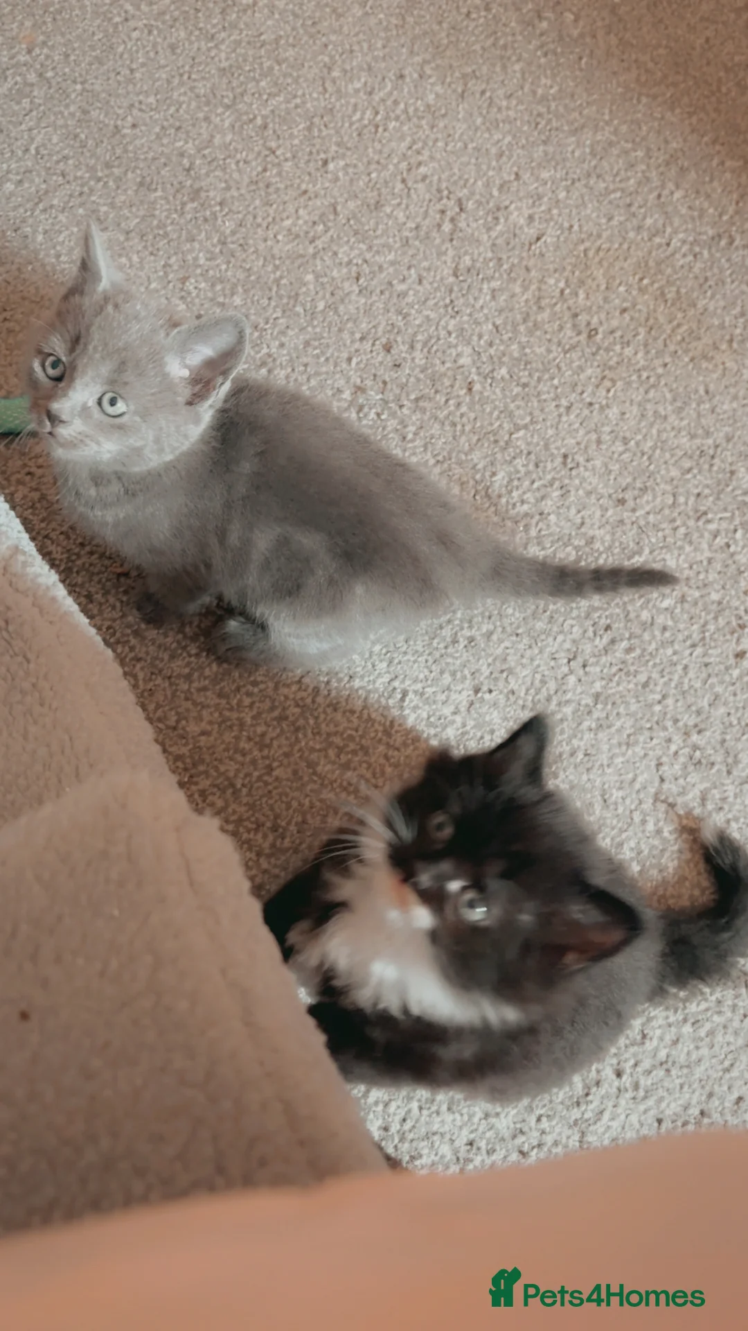 Mixed Breed cats for sale: Beautiful litter of kittens  in Hatfield - Advert 1