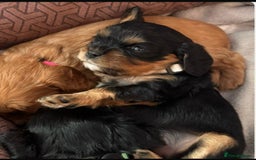 Cavalier King Charles Spaniel dogs for sale: Beautiful Cavalier Puppies - Fully health tested  - Image 6