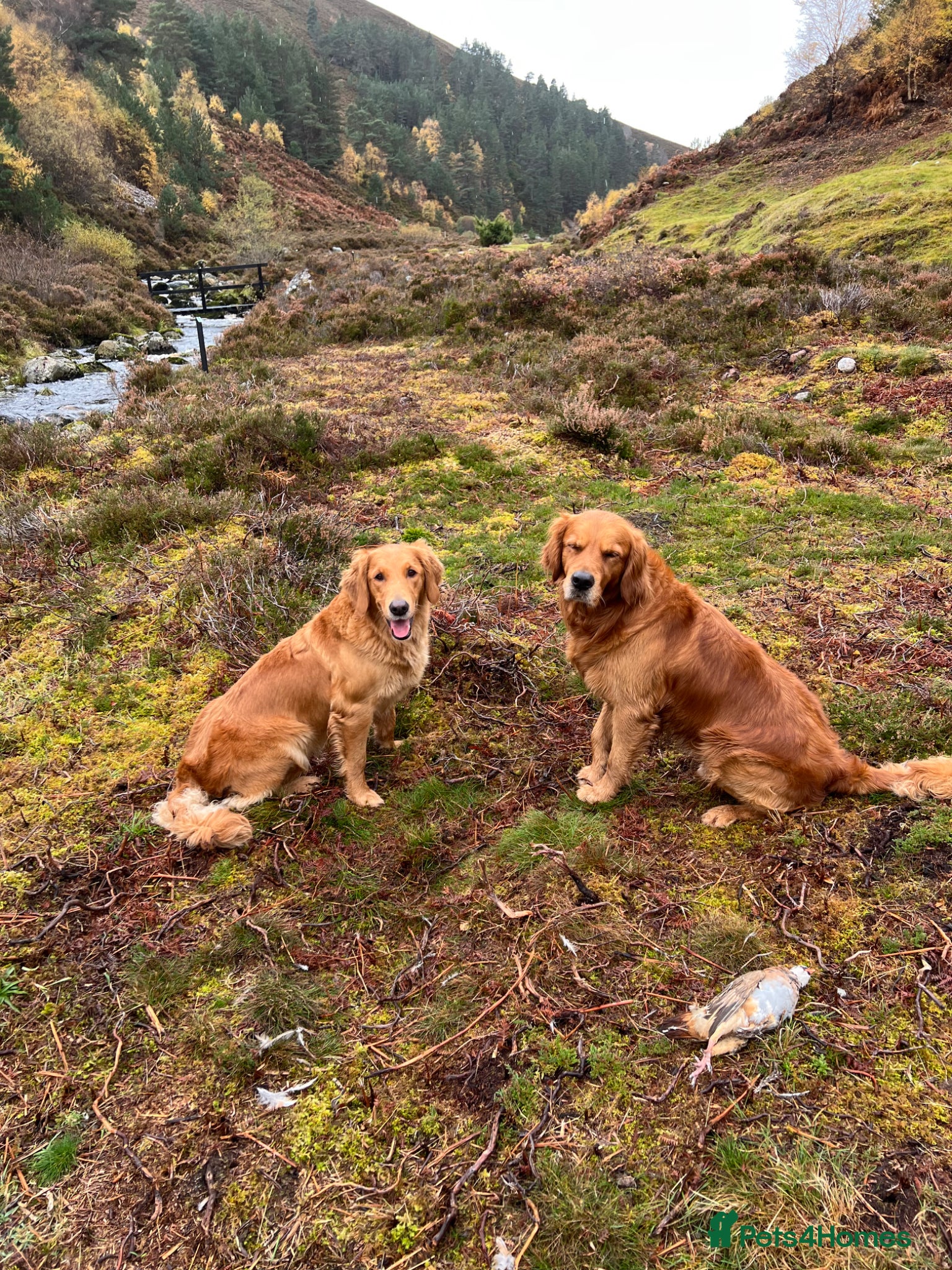 Golden Retriever dogs for sale: Tundra Retriever KC Fox Red Golden Retriever Pups - Advert 15