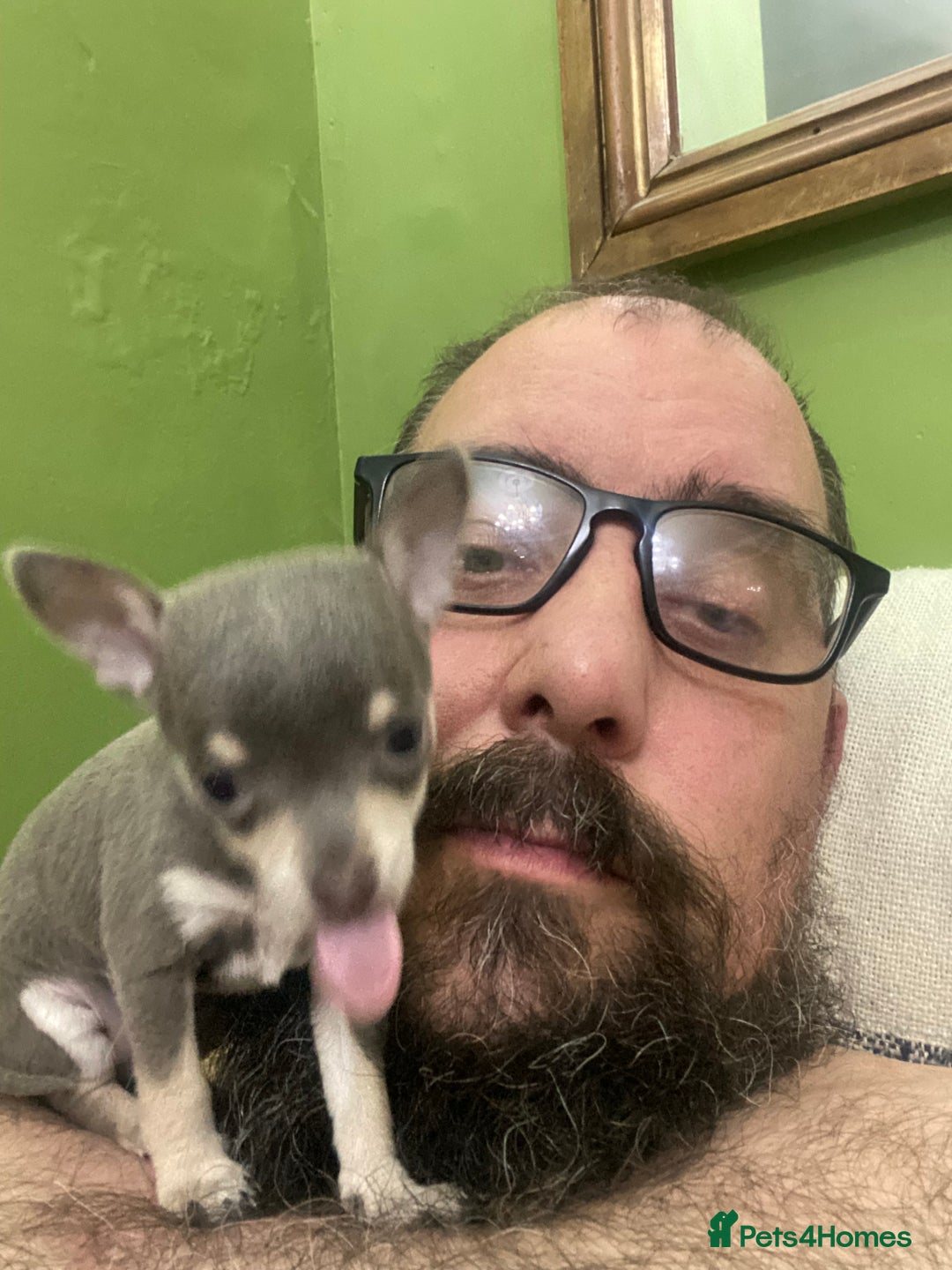 Chihuahua dogs for sale: Small Chihuahua puppies for sale  - Image 9