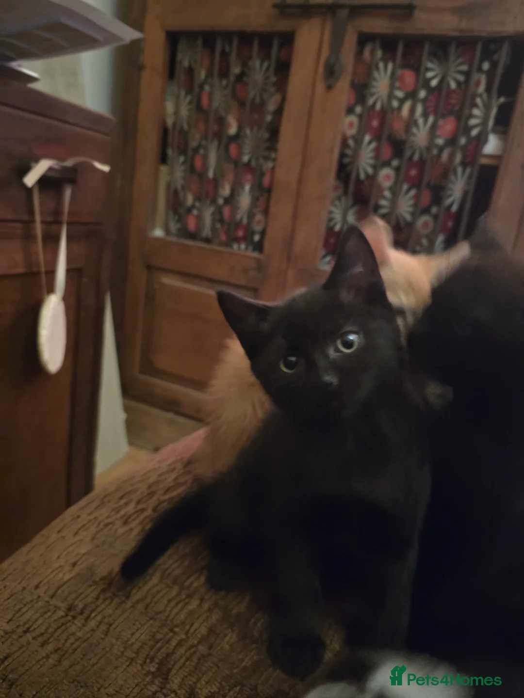 British Shorthair cats for sale: Gorgeous Kittens available Now! in London - Advert 2