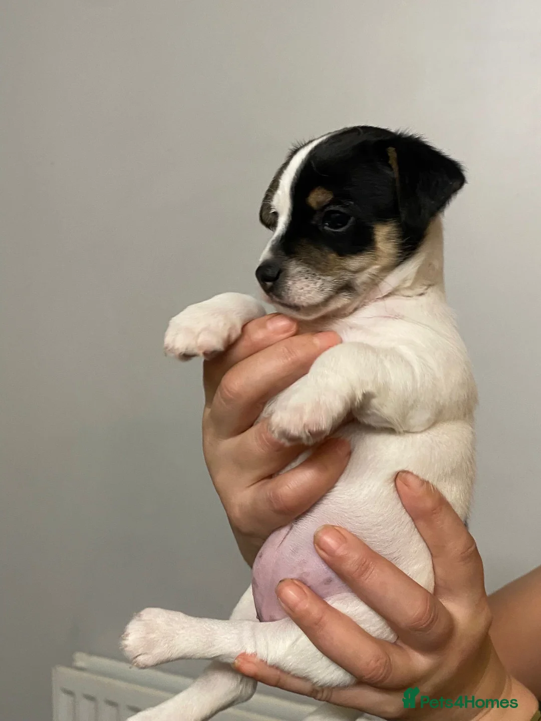 Jack Chi dogs for sale: Adorable Jack Chi puppies  - Advert 16