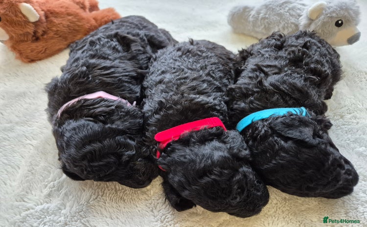 Toy Poodle dogs - Advert 1